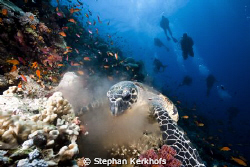 Hawksbill turtle and divers taken at Thomas reef Tiran. by Stephan Kerkhofs 